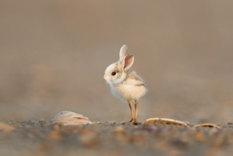 Oiseau Lapin.png